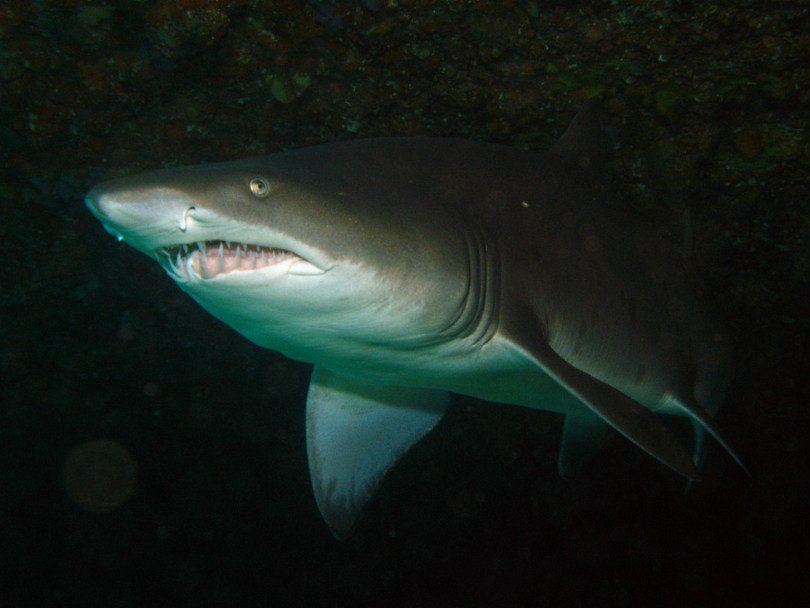 Обыкновенная песчаная акула (Carcharias taurus)