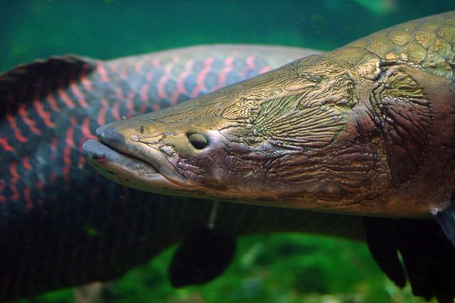 Рыбы Амазонки Фото