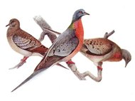Ectopistes migratorius: молодой голубь, самец и самка