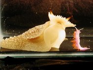 Хищный морской слизень Pleurobranchaea californica и голожаберный моллюск Flabellina iodinea