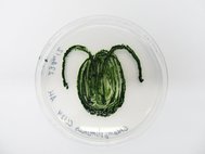 Клетки Chlamydomonas, выложенные в форме одноклеточной водоросли в чашке Петри