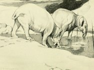 Меритерий - ископаемый родственник слонов, который вел полуводный образ жизни. Рисунок 1910 г.