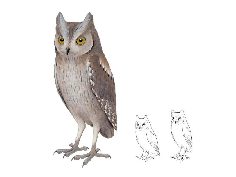 Otus mauli, ископаемая совка с островов Мадейра