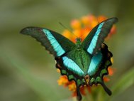Парусник Блюме (Papilio blumei)