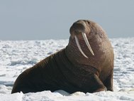 Тихоокеанский морж (самец)