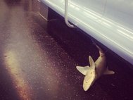 Мертвая акула в метро Нью-Йорка