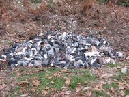 Мертвые голуби