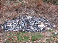 Мертвые голуби
