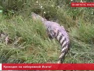 Крокодил на берегу реки Исети