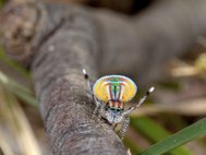 Австралийский паук-скакунчик Maratus volans