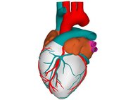 Трехмерная модель сердца