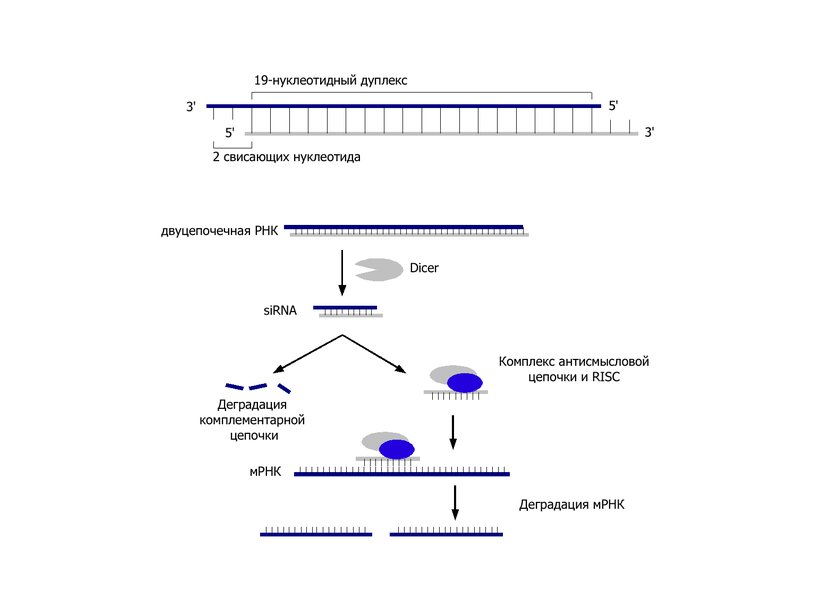 Рнк интерференция схема