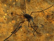 Ископаемый комар, найденный в Монтане (США)
