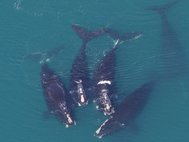 Группа южных китов (род Eubalaena)