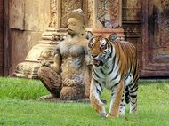 Бенгальский тигр в зоопарке Майами. Фото: Richard Wasserman/Flickr.com