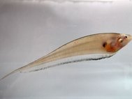 Рыба из рода Eigenmannia