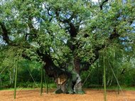 Тысячелетний дуб в Шервудском лесу