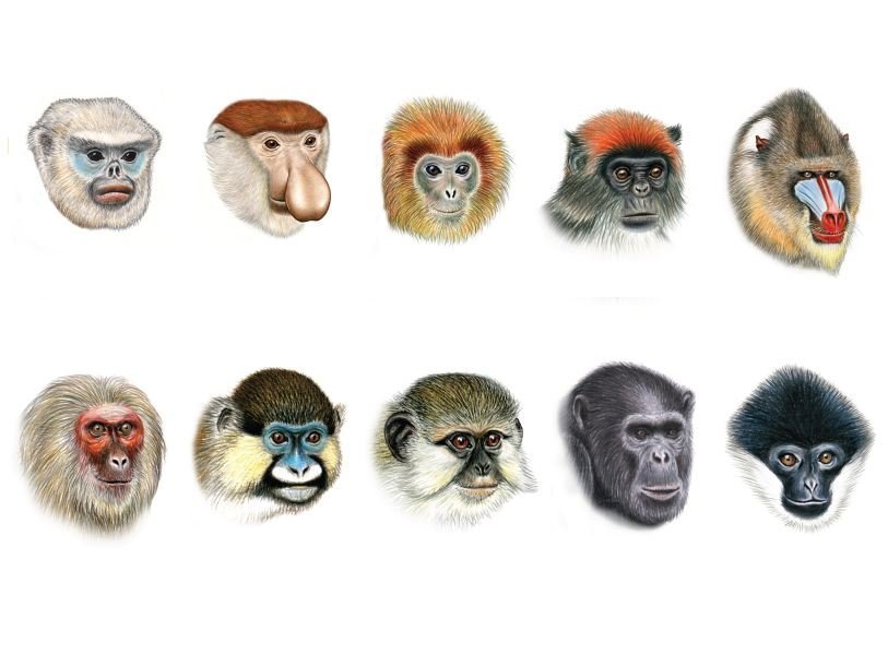 Индивидуальные особенности строения морды приматов