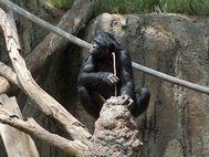 Карликовый шимпанзе (бонобо) добывает термитов