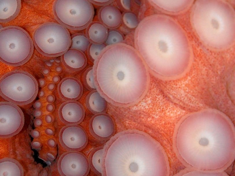 Присоски осьминога