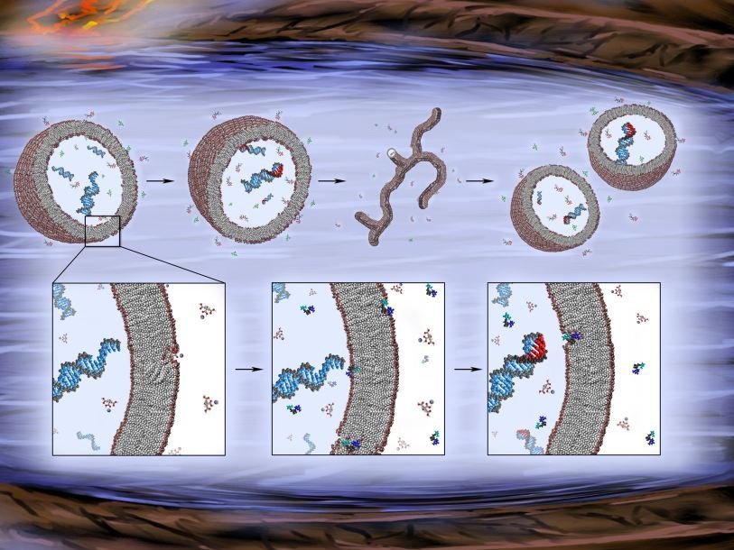 Синтез РНК и размножение протоклеток