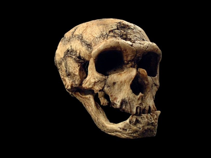 Череп неандертальца из Ла-Шапель-о-Сен