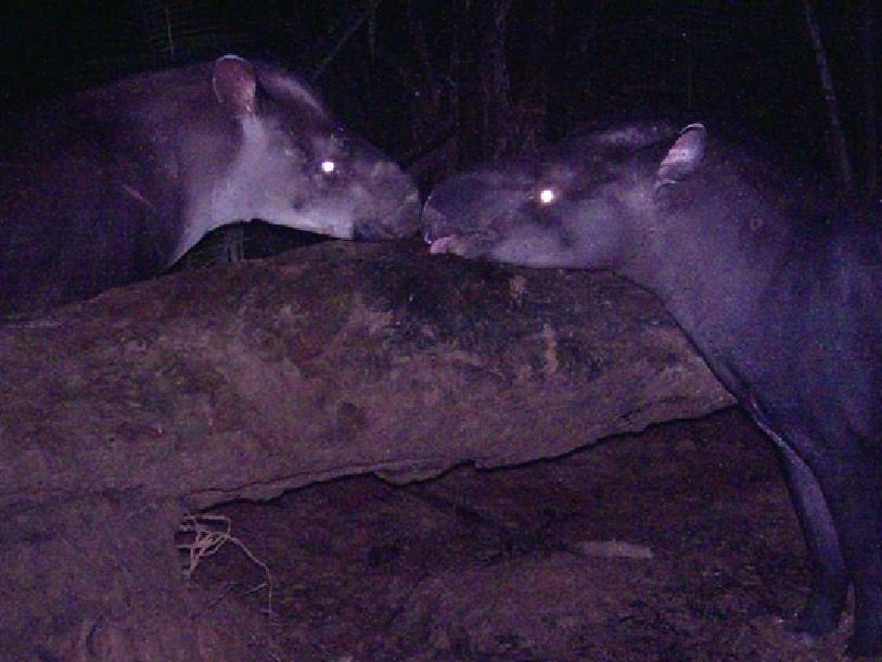 Tapirus kabomani (самка и самец)