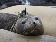 Морской слон с океанографическим прибором