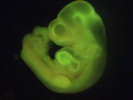 Эмбрион мыши со STAP-клетками