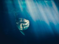 Луна-рыба проводит большую часть жизни на глубине свыше 200 м.