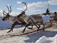 Гонки на оленьих упряжках в Эвенкийском районе