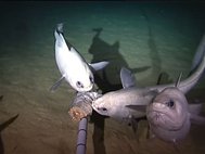 Рыбы из семейства долгохвостовых, обнаруженные предыдущей экспедицией в районе желоба Кермадек на глубине 4500 метров