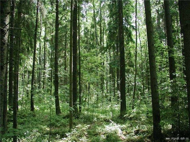 Новгородский лес
