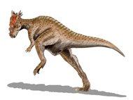 Dracorex hogwartsia, реконструкция