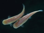 Phreatichthys andruzzii