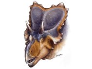 Mercuriceratops gemini, реконструкция