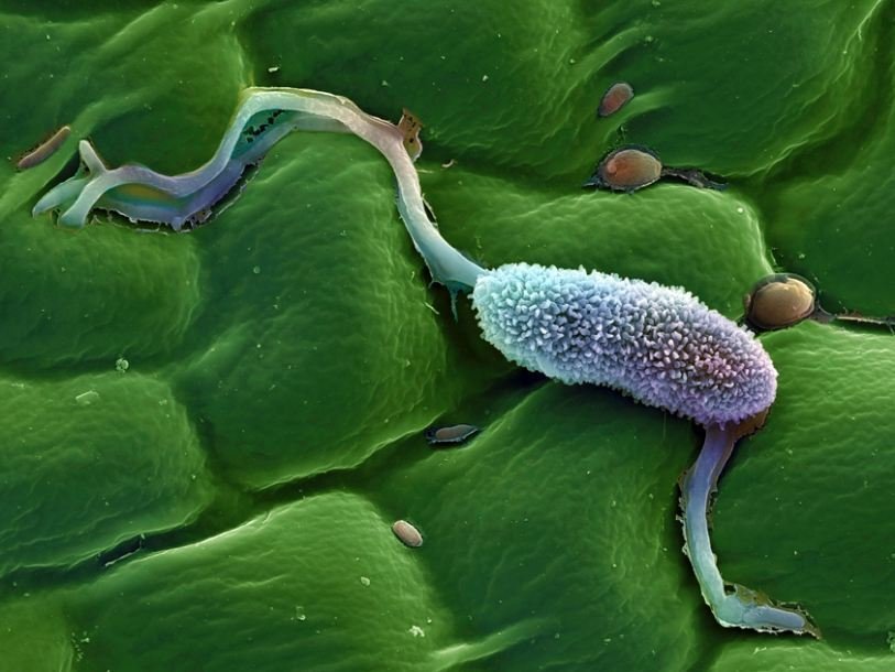 Phytophthora infestans под сканирующим электронным микроскопом