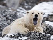 Белый медведь (Ursus maritimus). Фото: Stefan Cook/Flickr