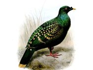 Зеленый пятнистый голубь