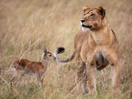 Львица, усыновившая детенышей антилопы