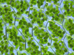 Растительные клетки с хлоропластами