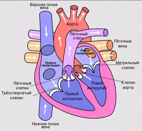 Трехстворчатый клапан сердца латынь