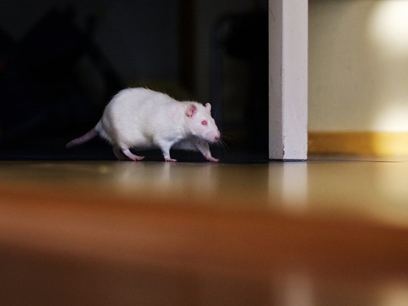 Крысы помогли обнаружить нейроны, ответственные за пространственную ориентацию