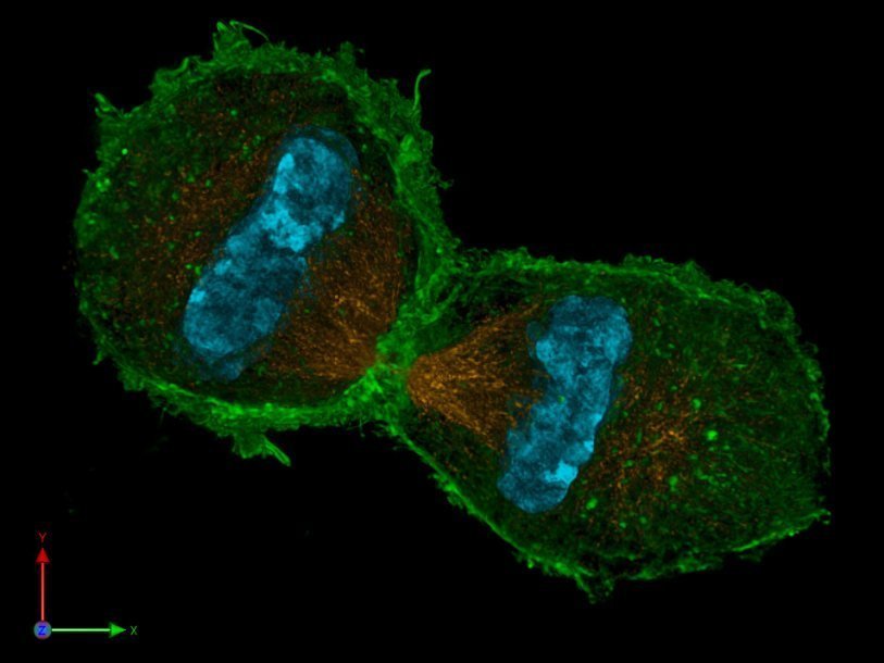 Клеточные ядра мыши на поздней стадии деления (в телофазе)