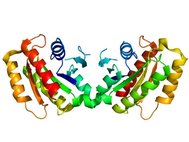 Структура белка LRRK2