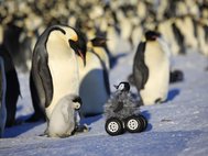 Робот-пингвин помогает ученым
