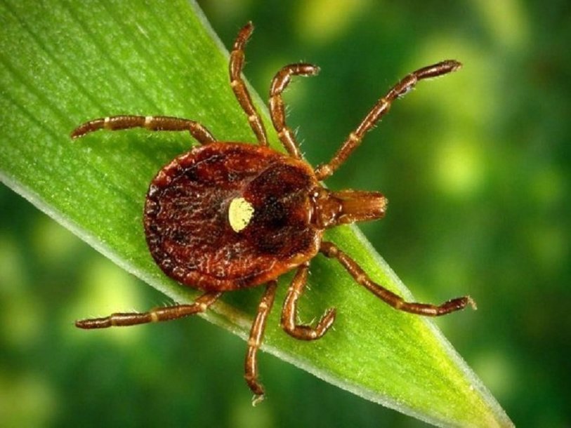 Клещ Amblyomma americanum