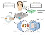 Схема эксперимента по изменению экспрессии генов с помощью сигнала ЭЭГ