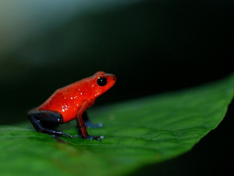 Oophaga pumilio