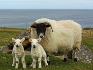 Шотландская черномордая овца